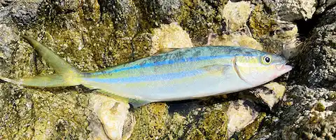 そもそも「ツムブリ」とは？どんな魚？