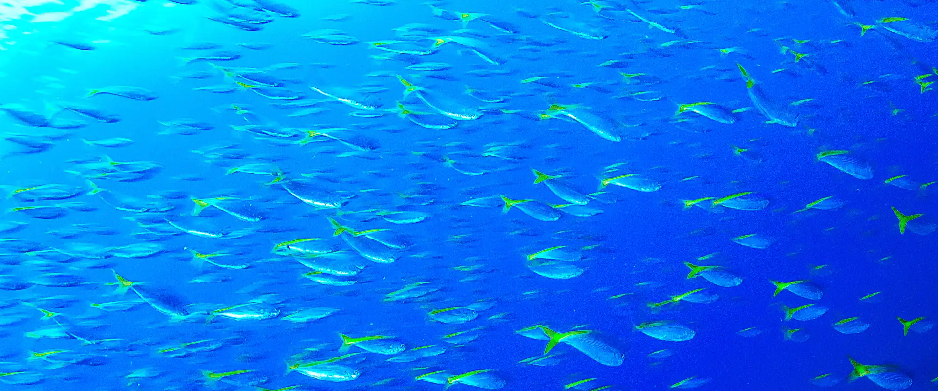 そもそも「タカベ」とは？どんな魚なの？