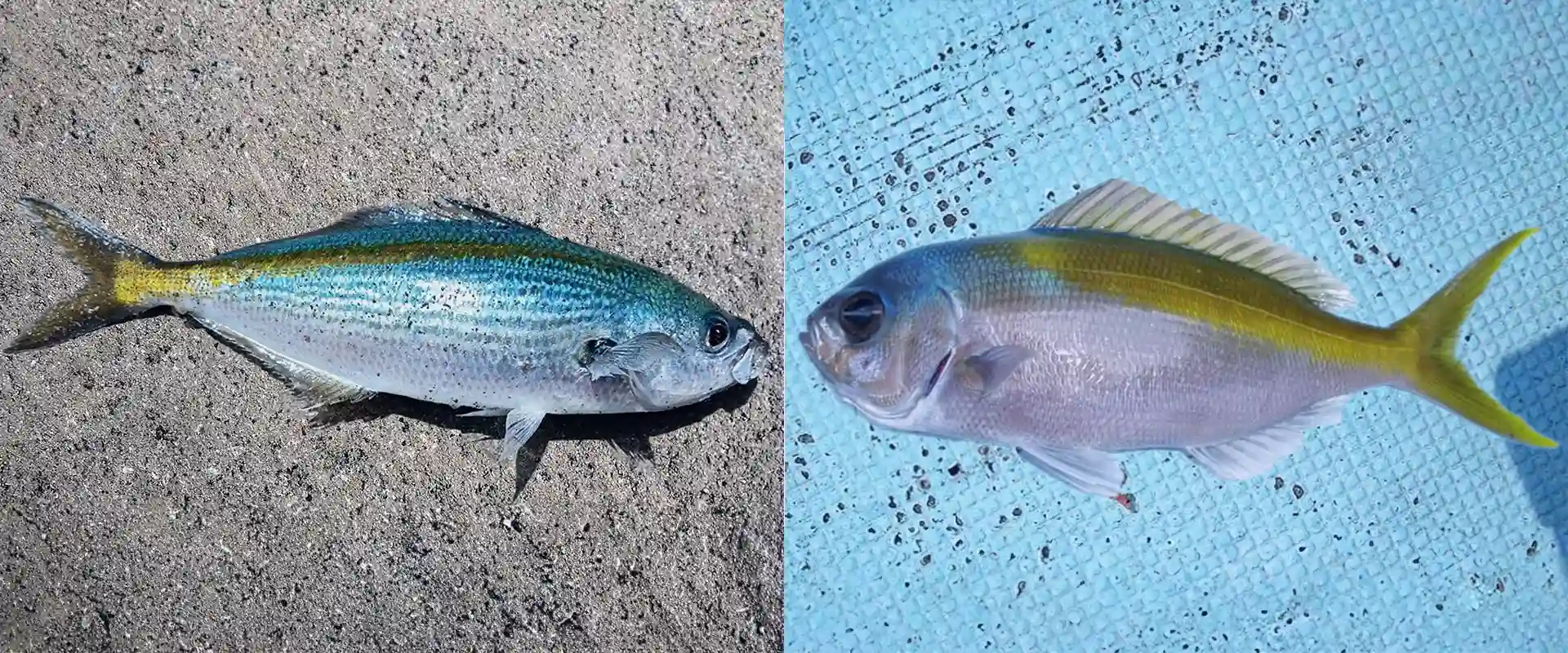 ウメイロとの違い