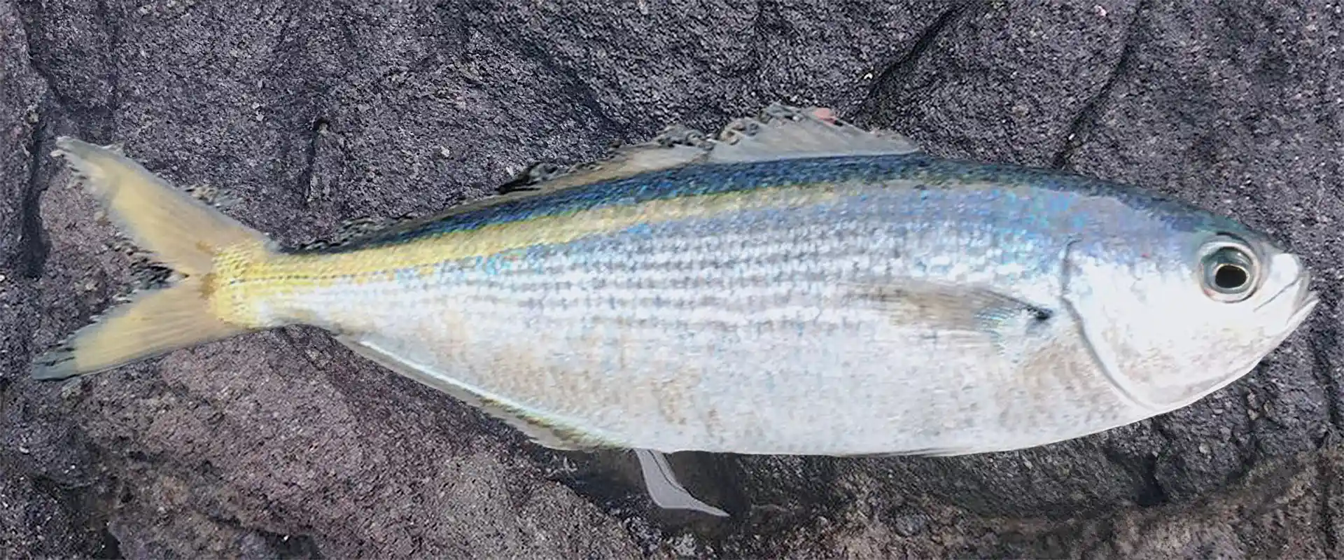 アニサキスいる？