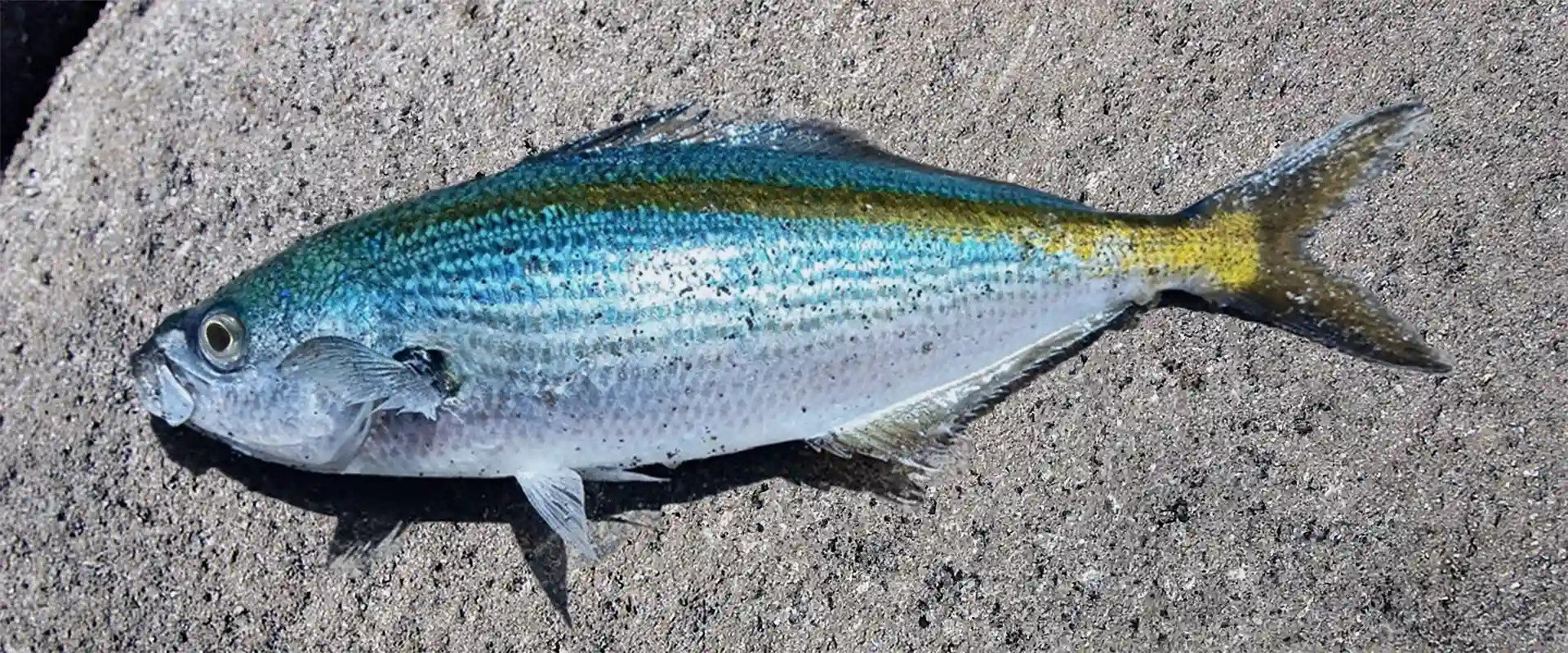 「タカベ」は高級魚？値段の相場は？