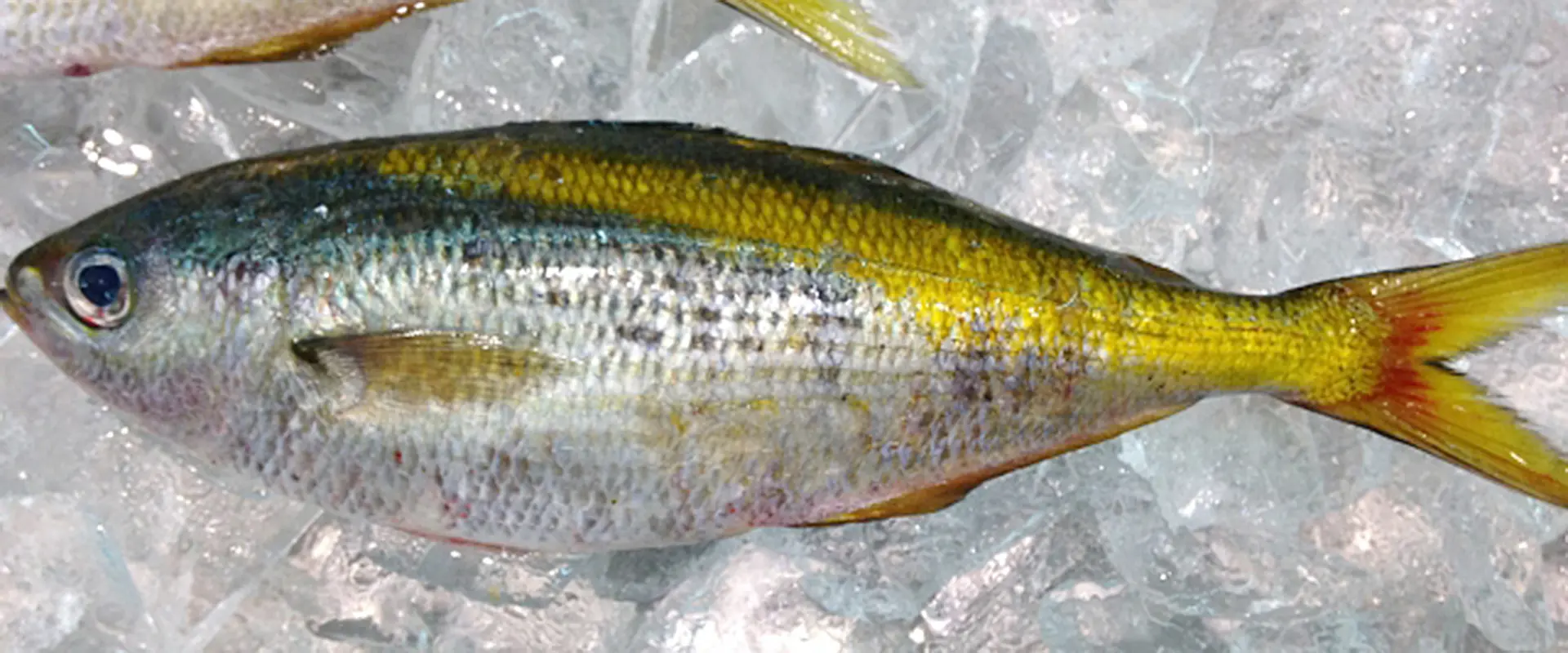 タカベは高級魚？