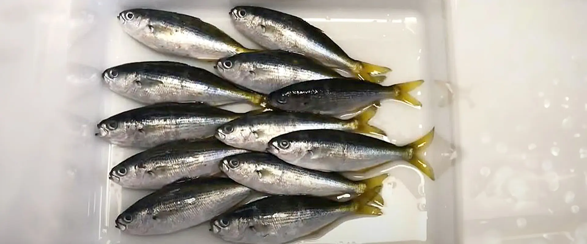 タカベの美味しい食べ方は塩焼き？刺身の味は？