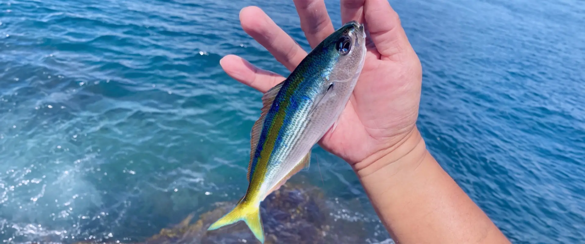 タカベって魚の食べ方は塩焼き？値段は高級？刺身の味は？まとめ