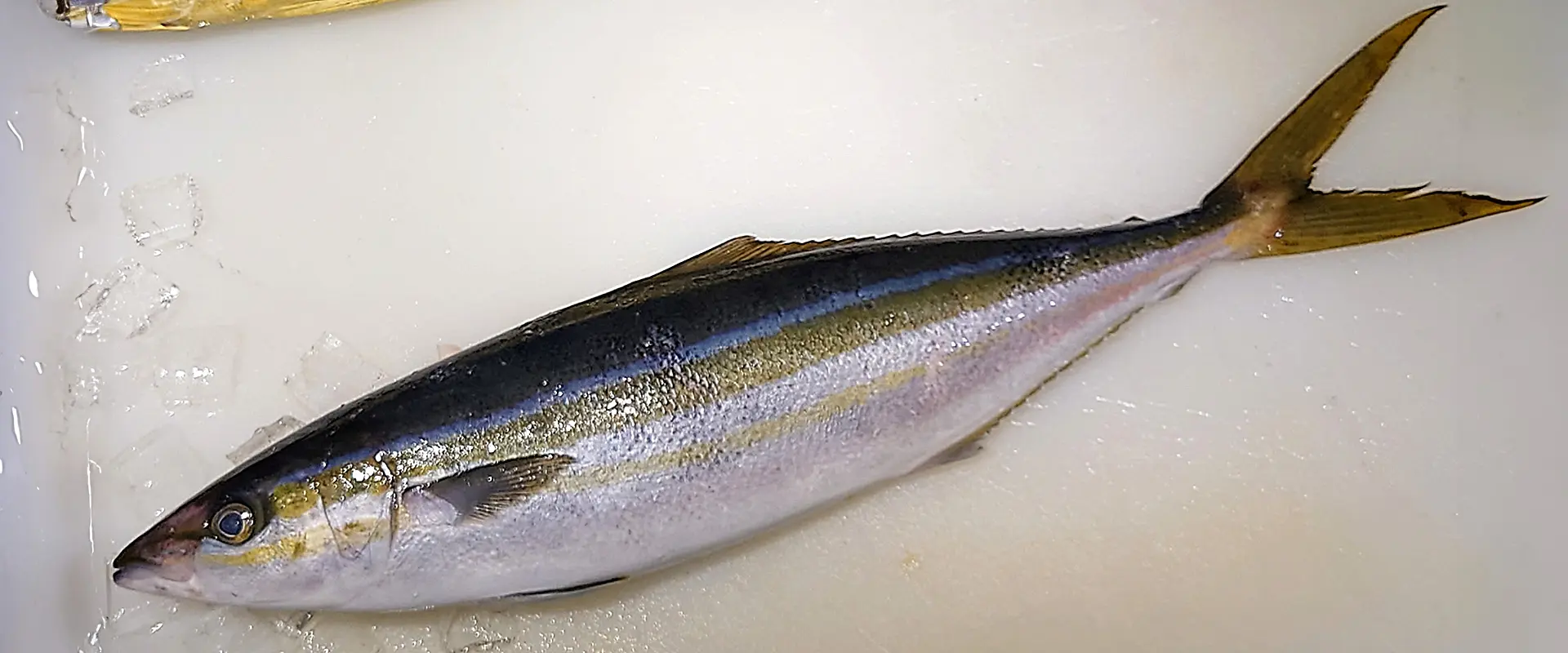 ツムブリの刺身の味は不味い？食中毒あるの？美味しい食べ方