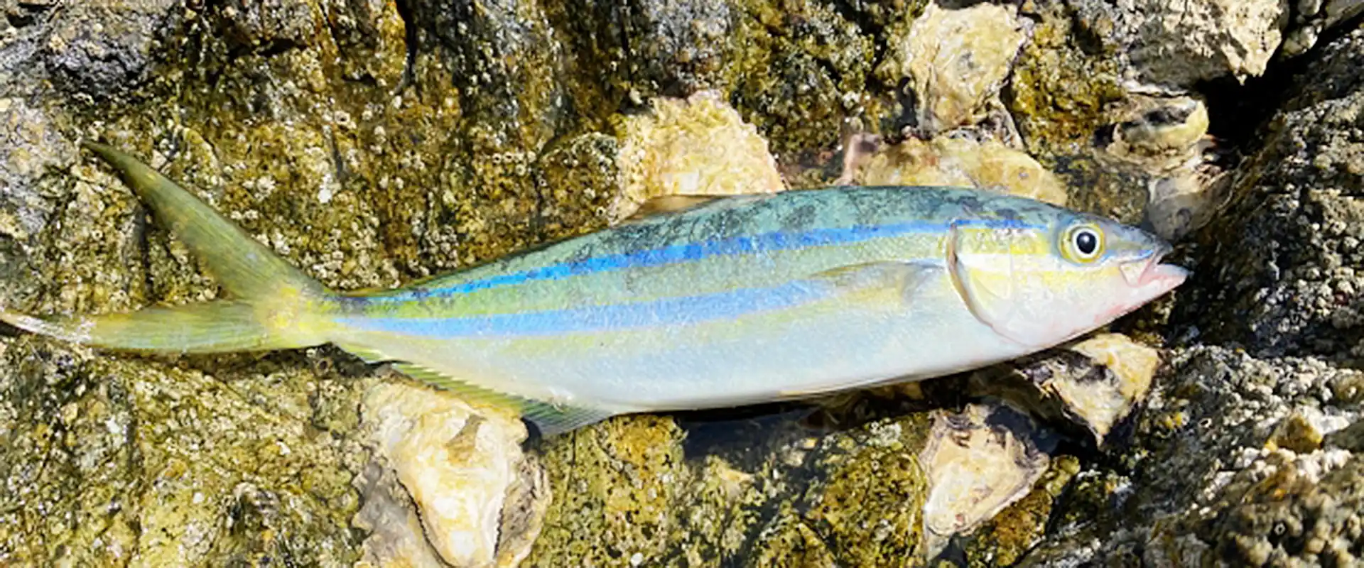 そもそも「ツムブリ」とは？どんな魚？