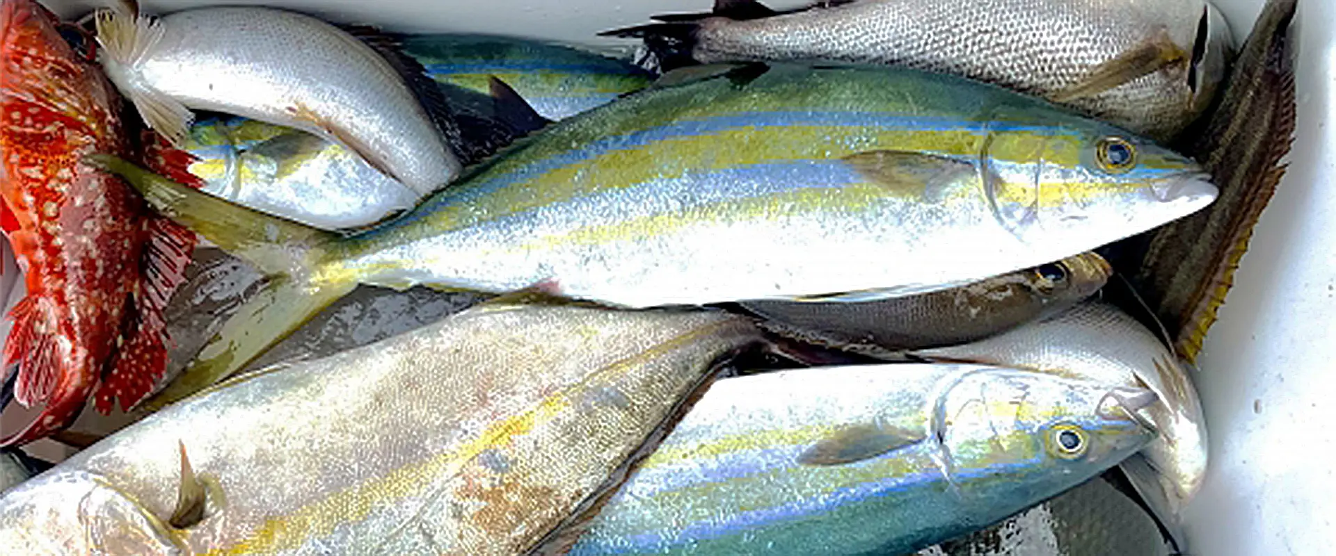 ツムブリの味は不味い？美味しい食べ方は？