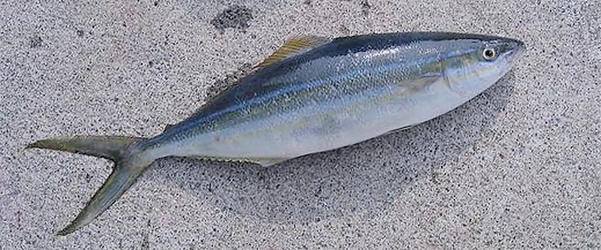 カマスサワラ（沖サワラ）は危ない？味はまずいの？食べ方のレシピ まとめ