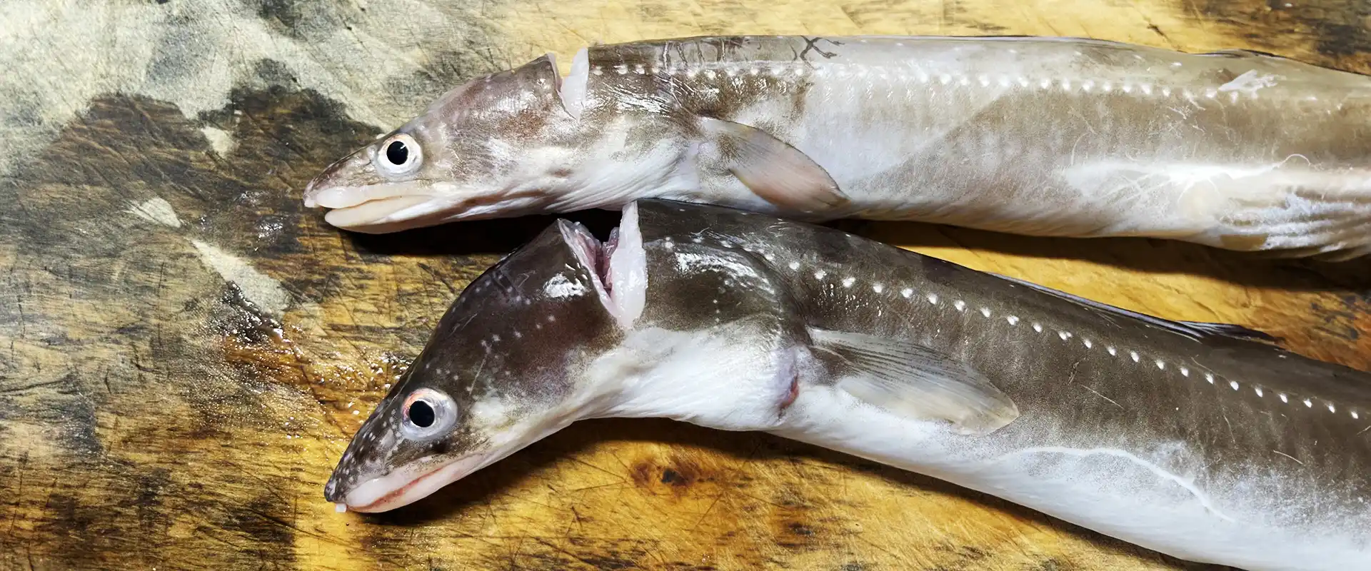 穴子の刺身が少ない理由とは？毒の症状と締め方と血抜き