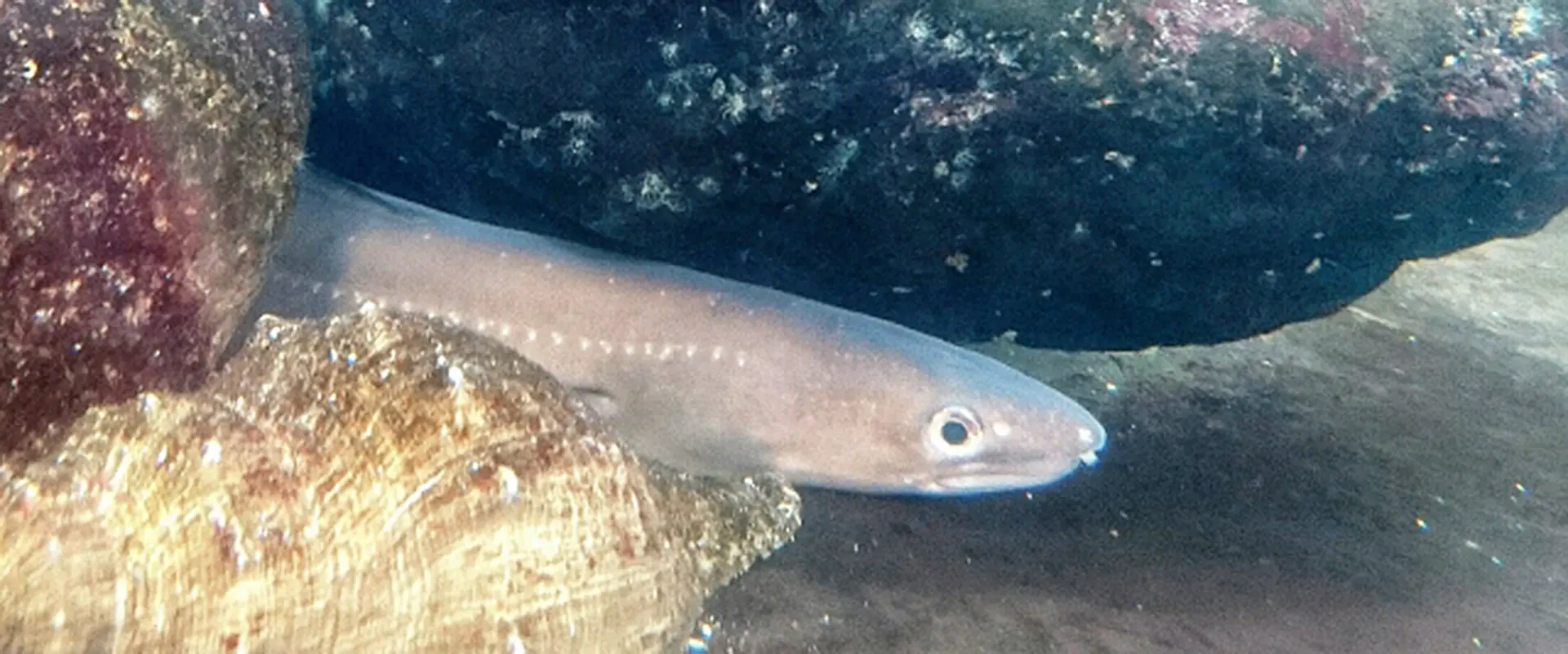 そもそも「穴子」とは？どんな魚なの？