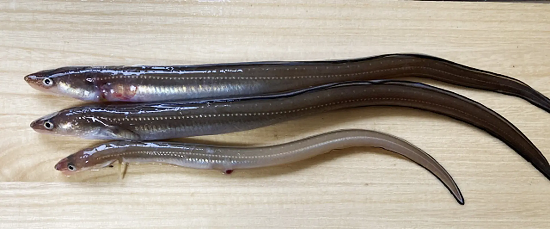 刺身が少ない理由とは？