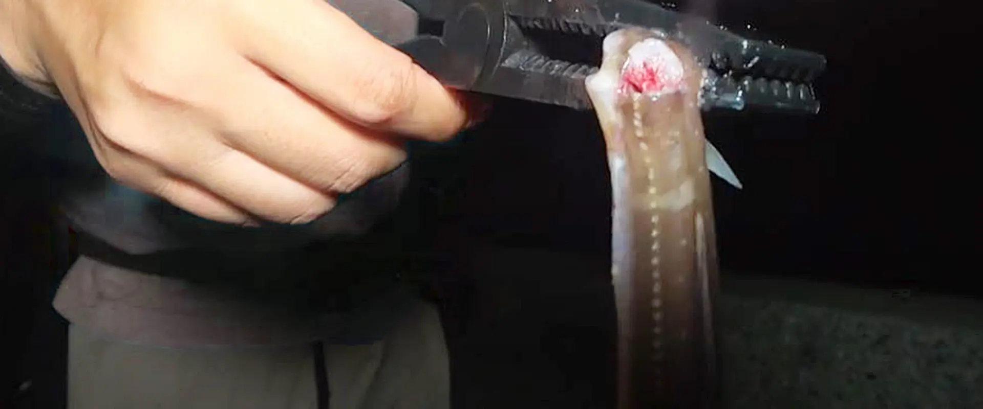 釣った「穴子」の持ち帰り方・締め方と血抜き