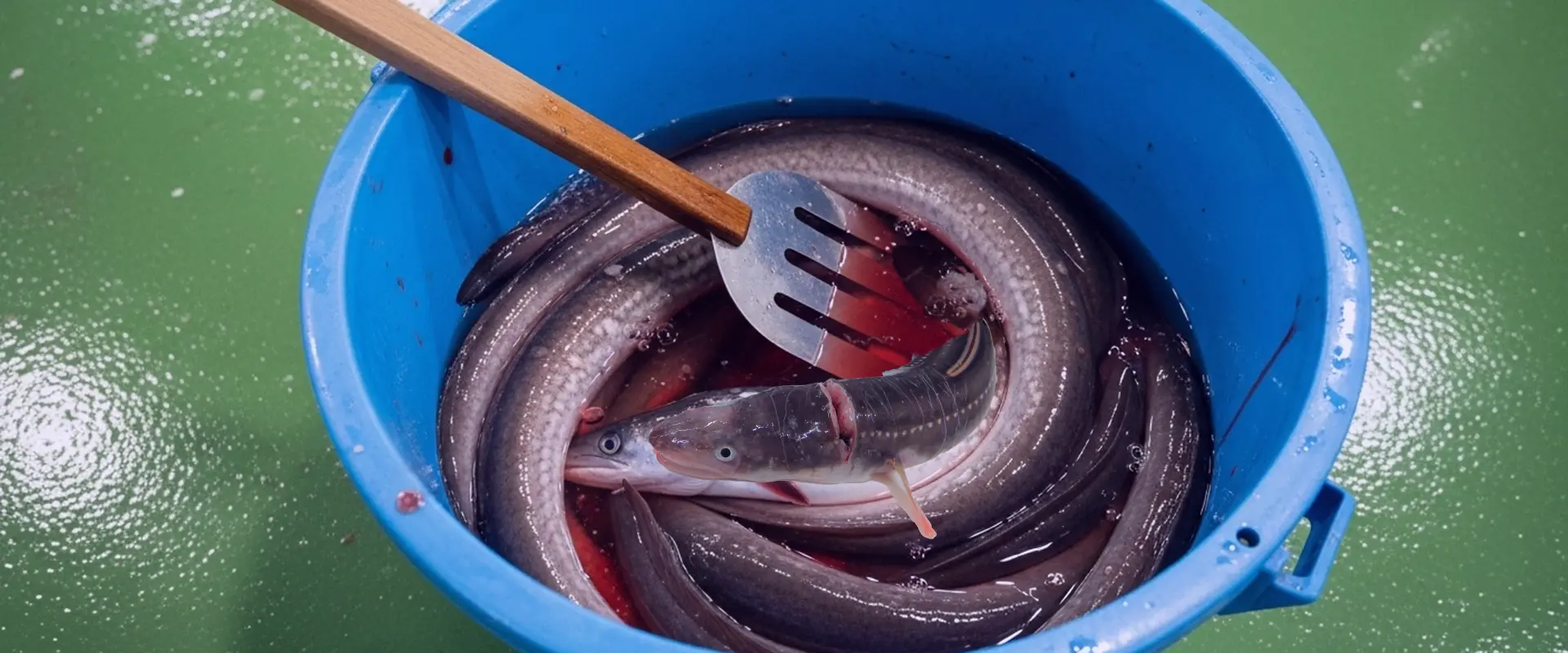 締め方・血抜き