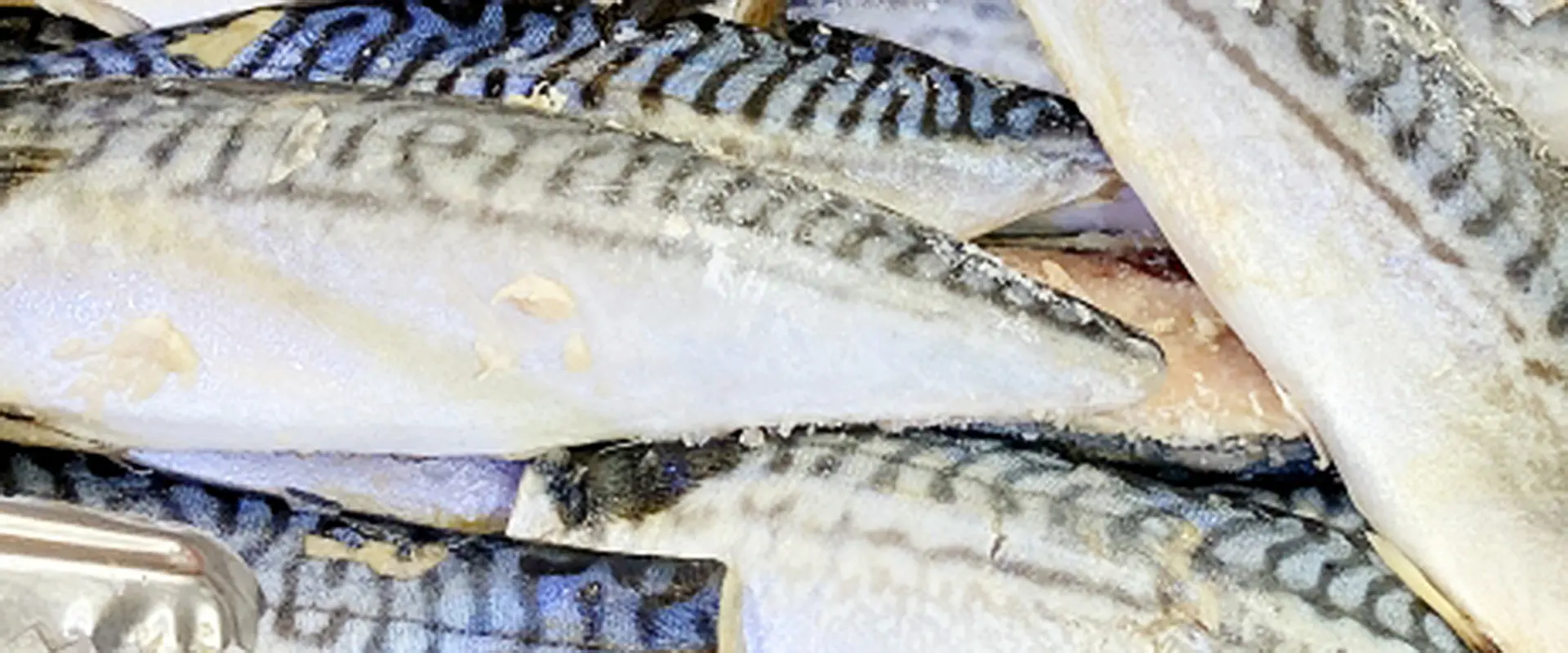 冷凍塩サバは解凍せずに焼ける？結論から言うと…