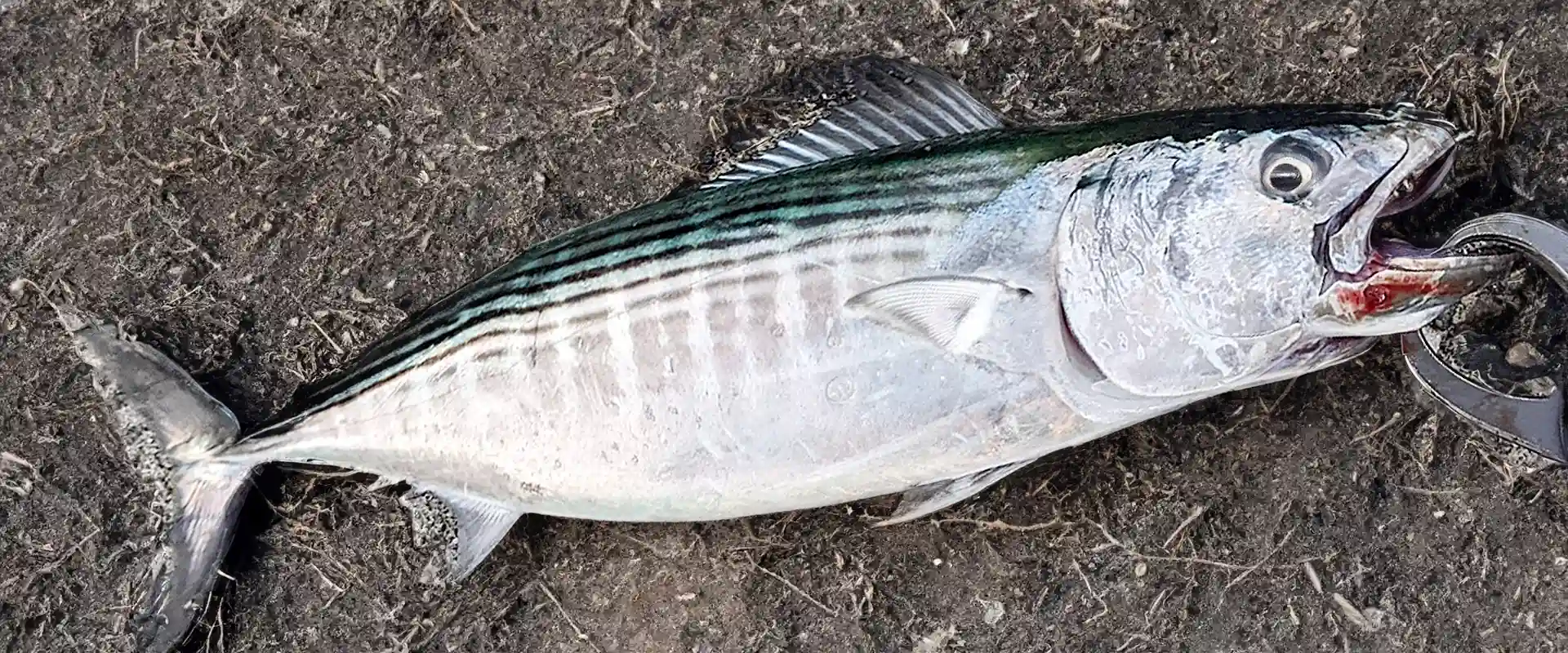 ハガツオの刺身はまずい？カツオと違いは？アニサキスいる？