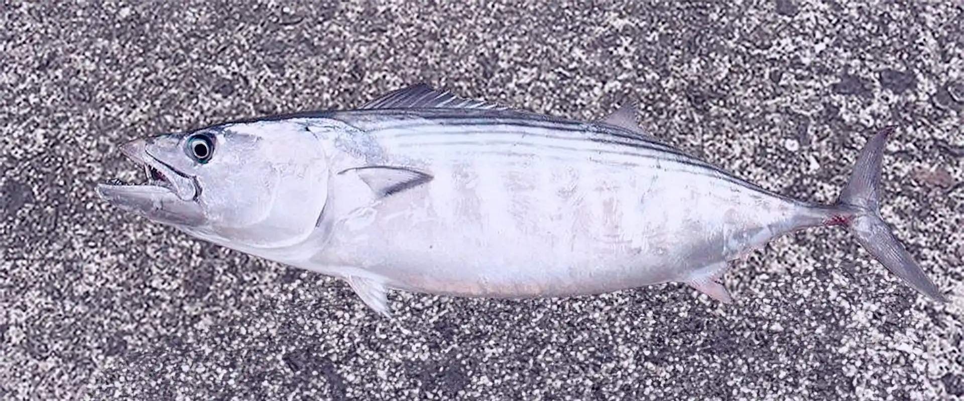 そもそも「ハガツオ」とは？どんな魚なの？