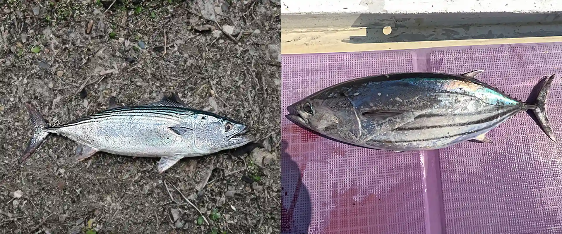 カツオとの違い