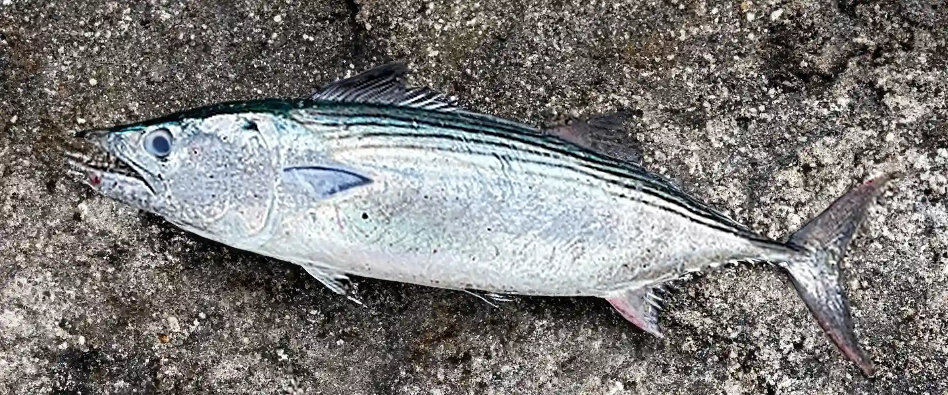 ハガツオの刺身はまずい？カツオと違いは？アニサキスいる？まとめ