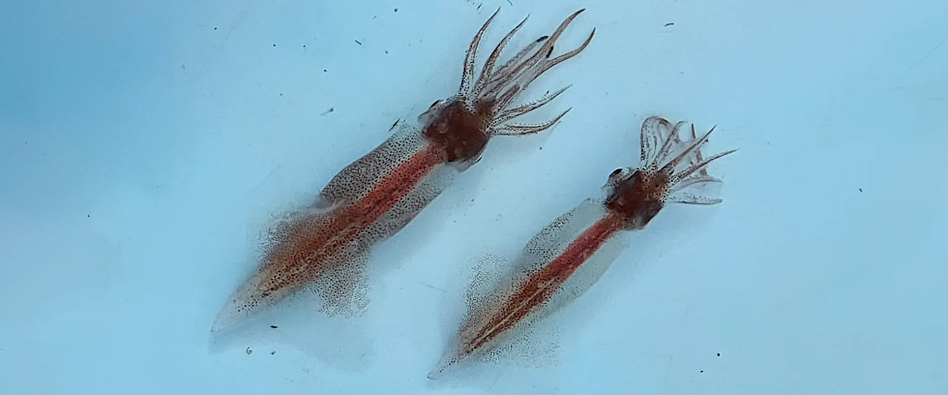 そもそも「ホタルイカ」とは？どんなイカなの？