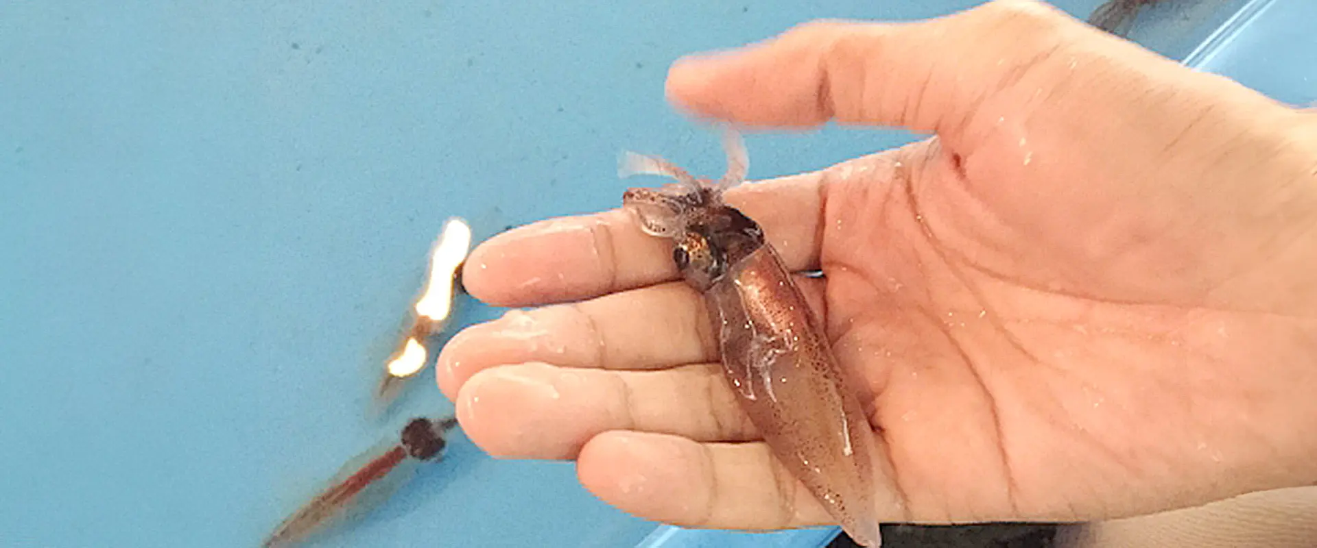 手作りのホタルイカ沖漬けは危ない！寄生虫の冷凍処理は？まとめ