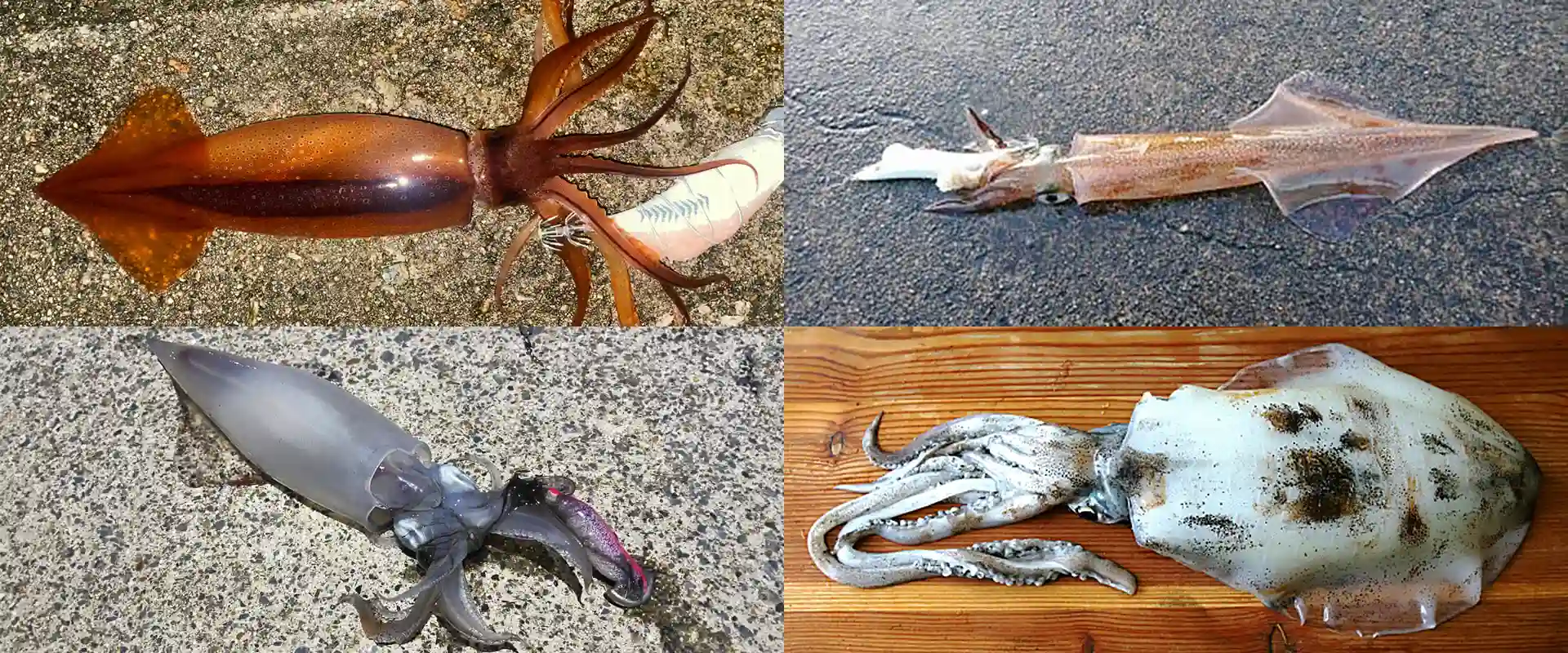 使用するイカの種類