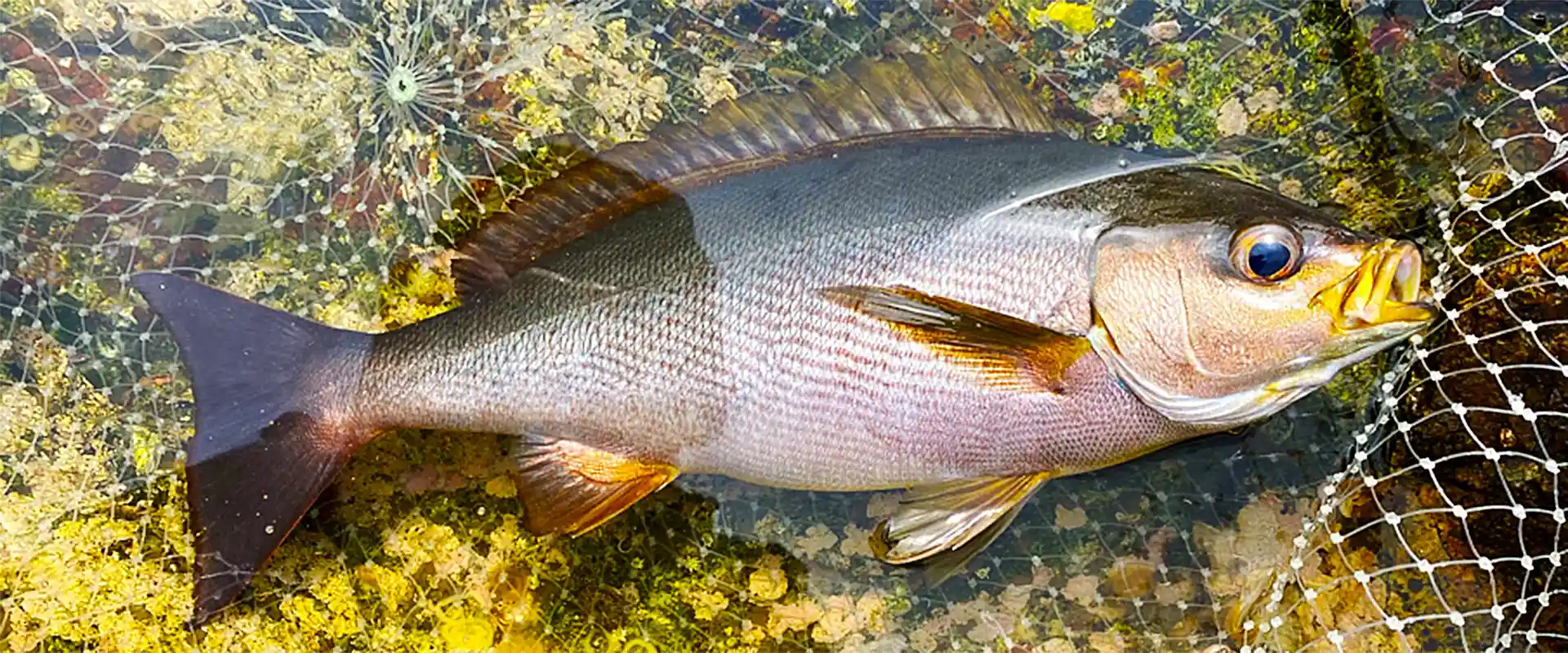 そもそも「イサキ」とは？どんな魚？旬はいつ？