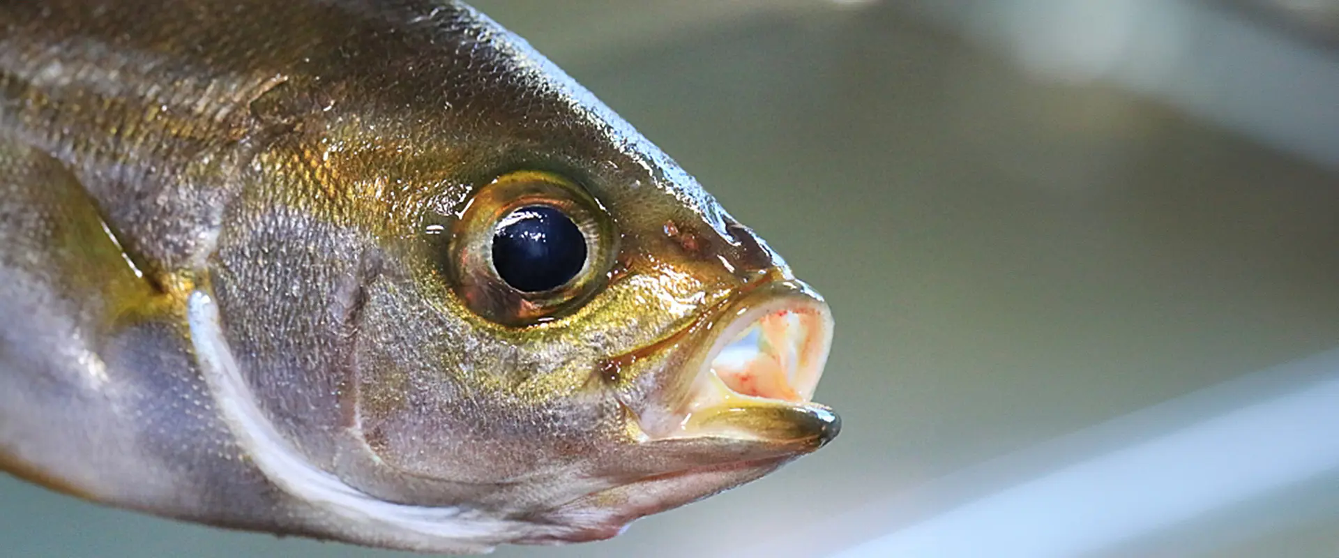 イサキは高級魚？