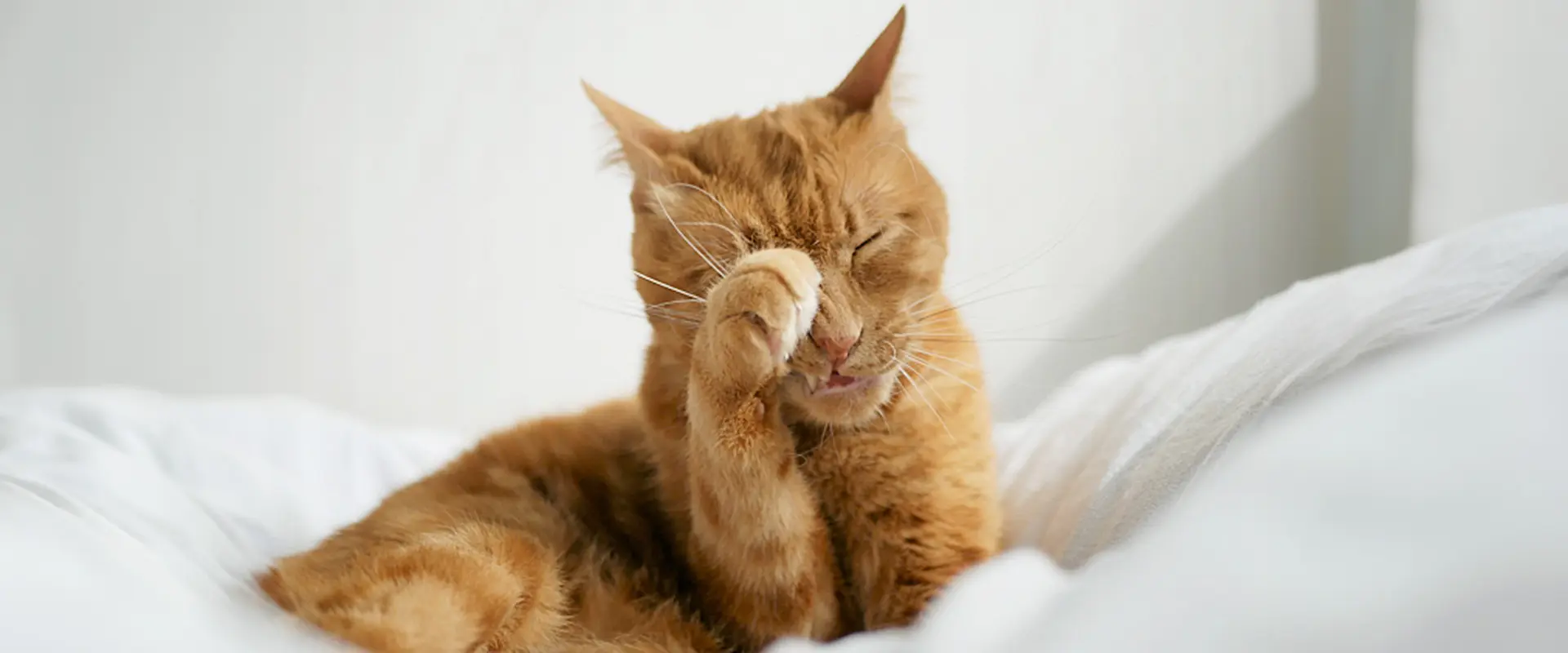 天気に関する言い伝え