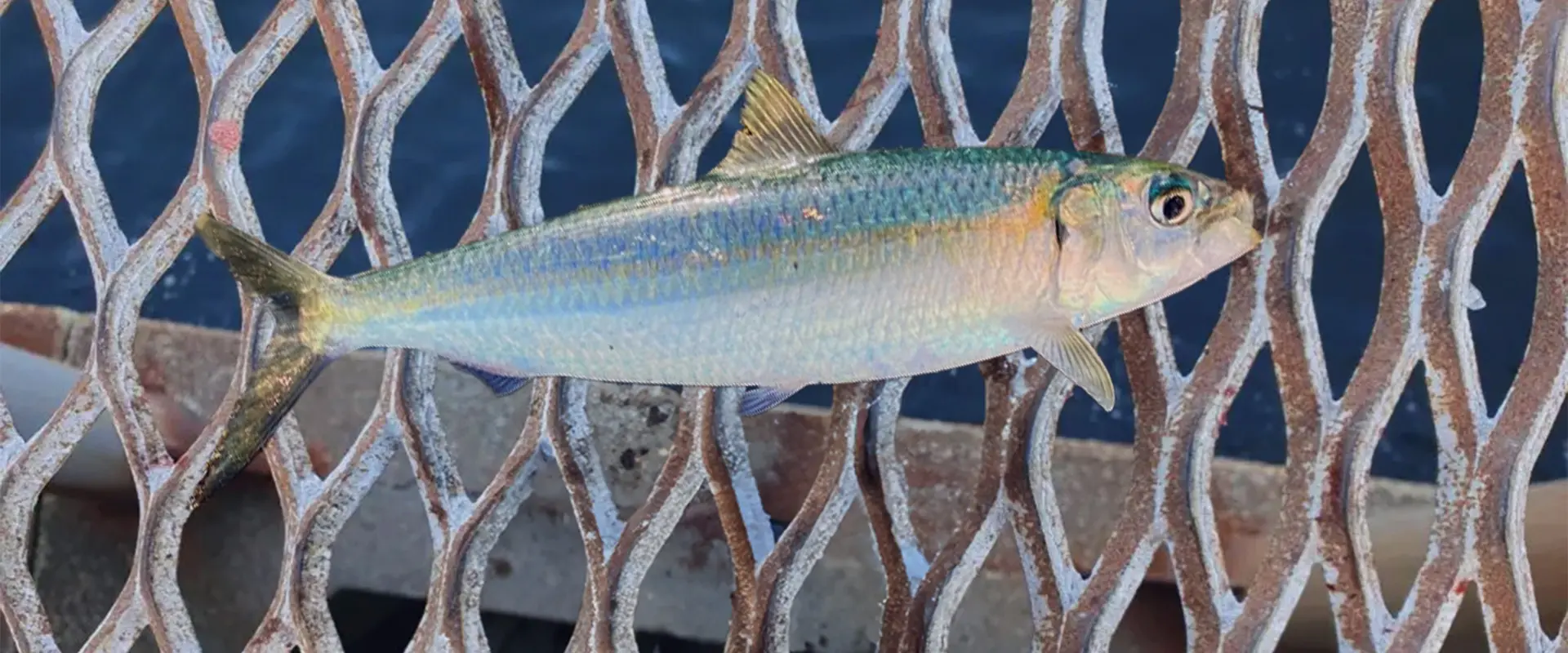 カタボシイワシ