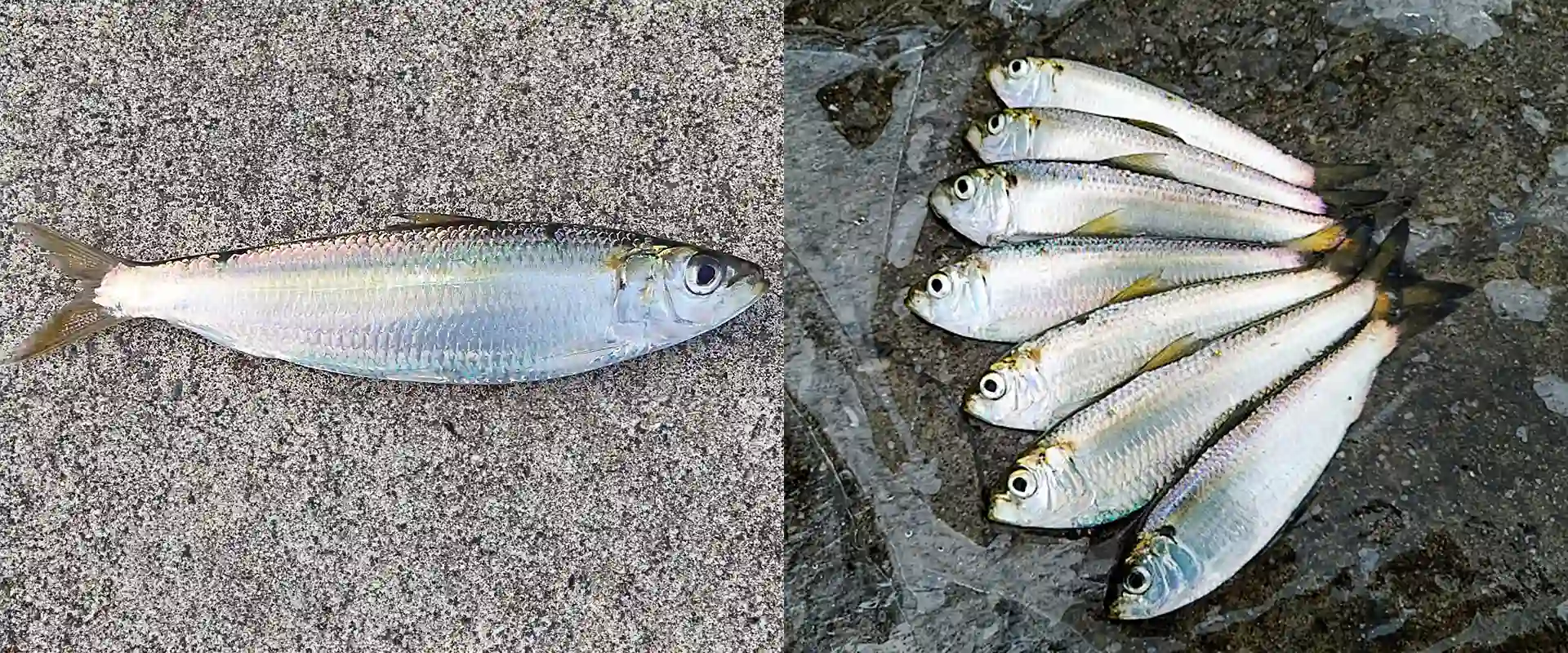 サッパとの違い