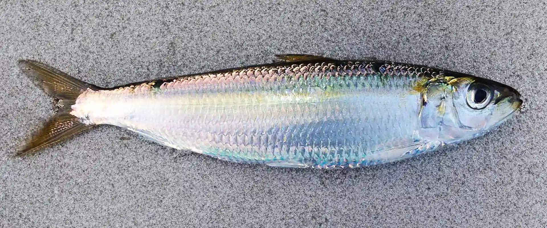 味はまずいの？ウロコと小骨