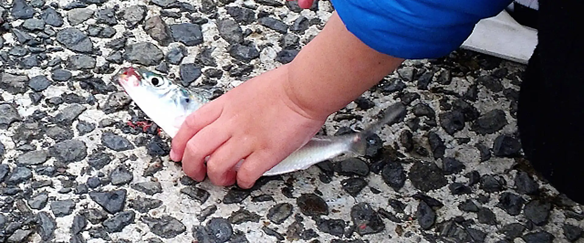 「カタボシイワシ」の美味しい食べ方