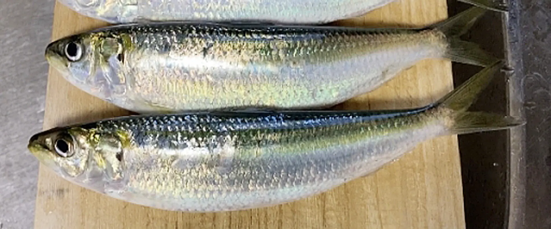 カタボシイワシはまずい？美味しい食べ方は？サッパとの違い まとめ