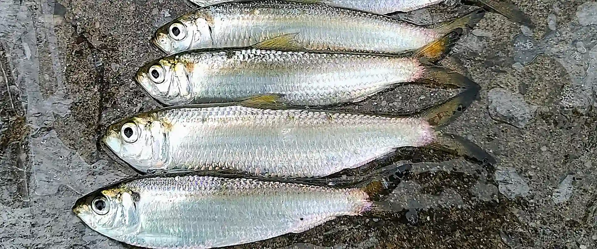 ウメイロの食べ方は刺身？アニサキスいるの？釣った魚の値段