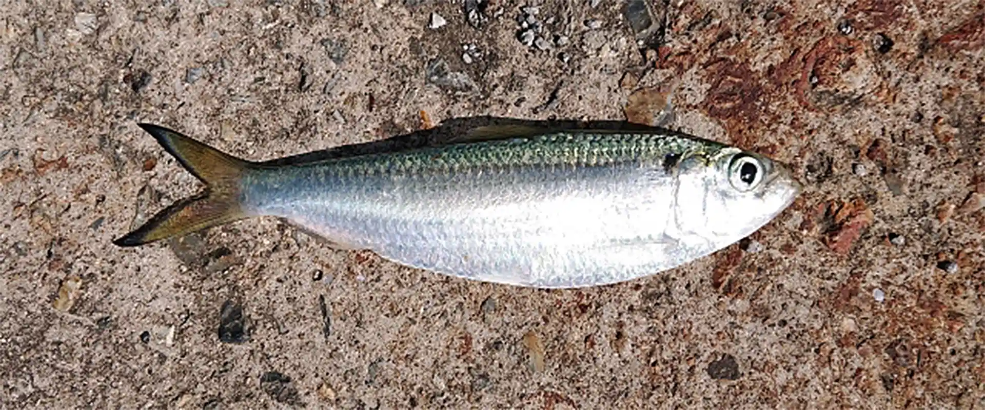 そもそも「サッパ（ままかり）」とは？