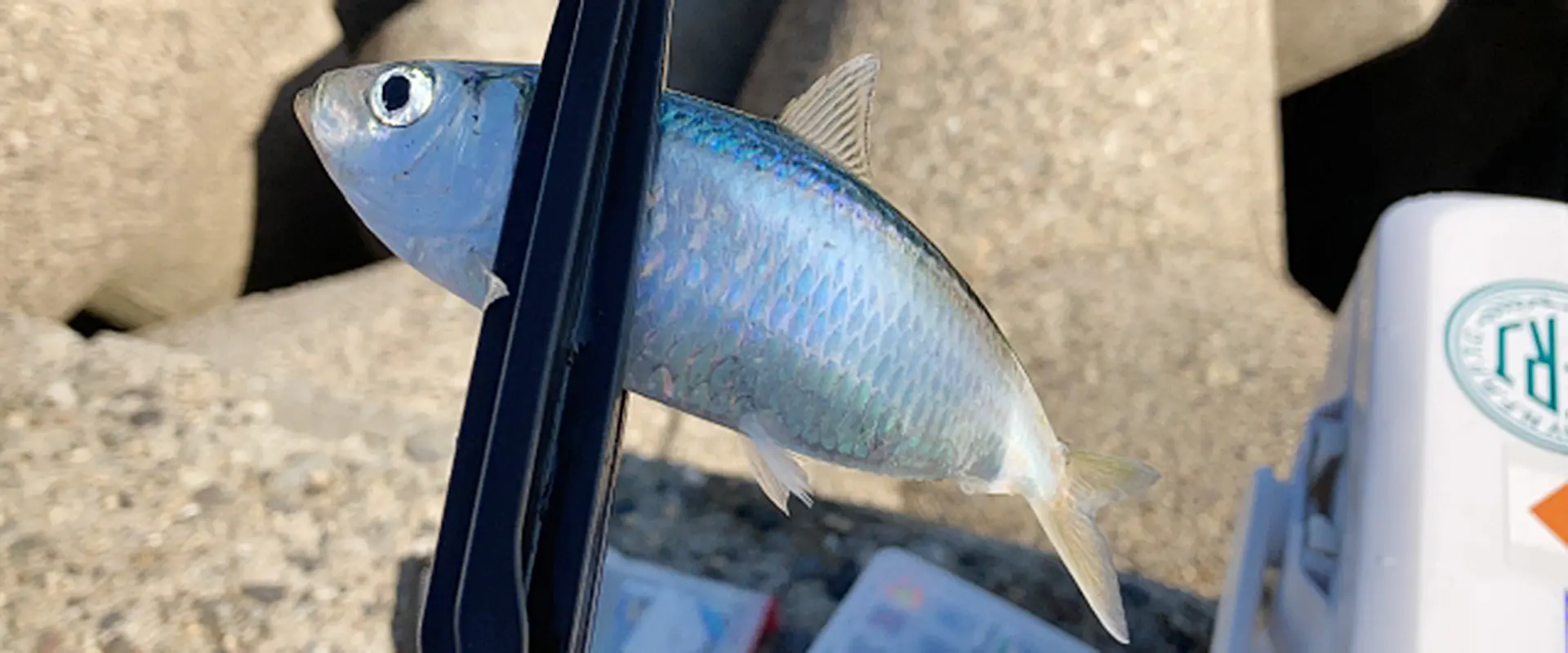 サッパ（ままかり）はまずい？寄生虫いるの？大きくなると？まとめ