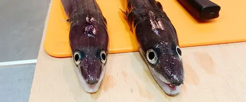 穴子の刺身が少ない理由とは？毒の症状と締め方と血抜き まとめ