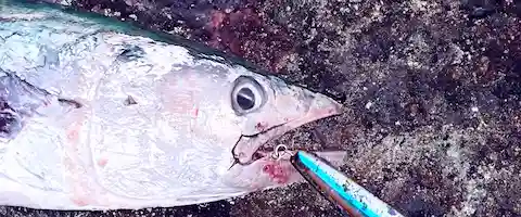 アニサキスいるの？