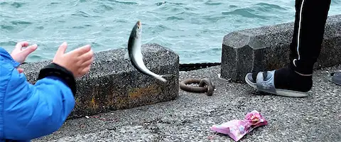 そもそも「カタボシイワシ」とは？どんな魚なの？
                                        