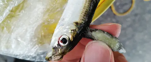 寄生虫いるの？