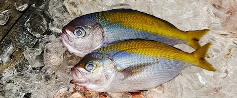 ウメイロは高級魚？値段