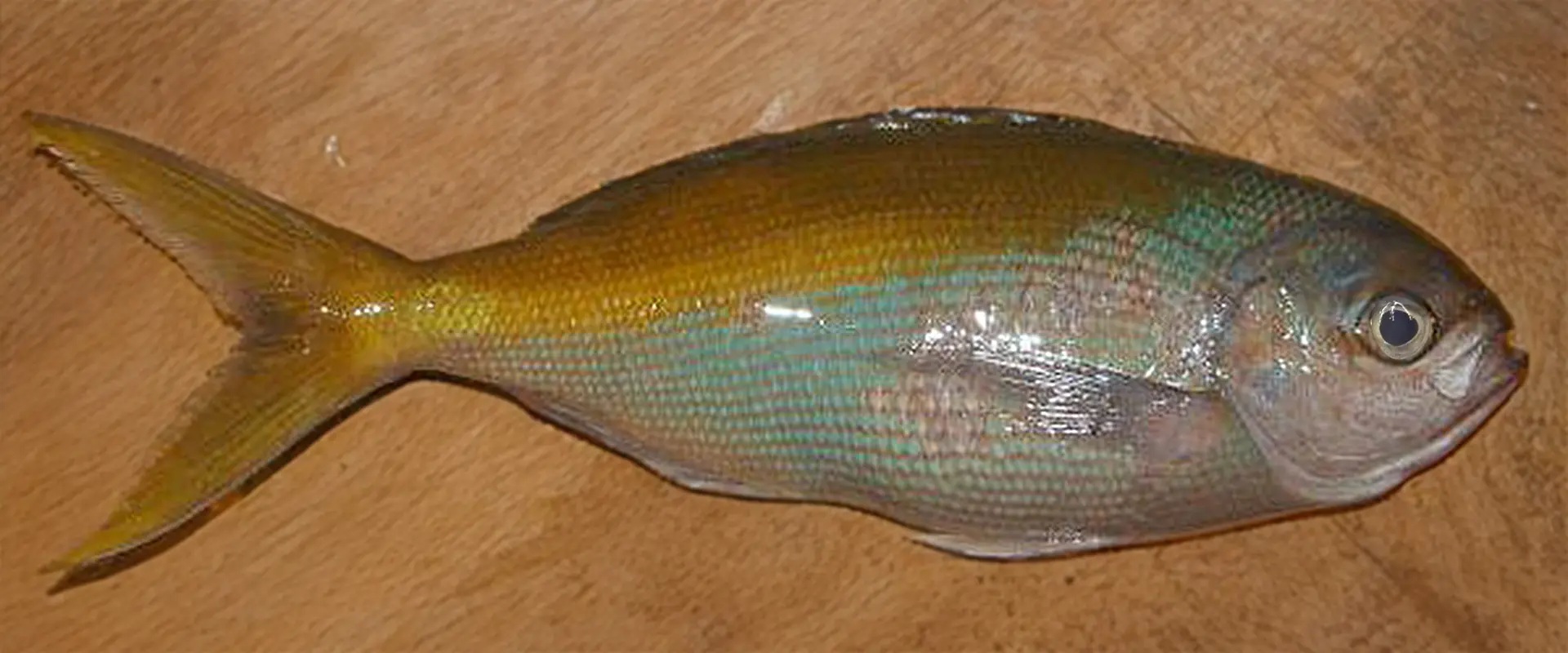 ウメイロの食べ方は刺身？アニサキスいるの？釣った魚の値段