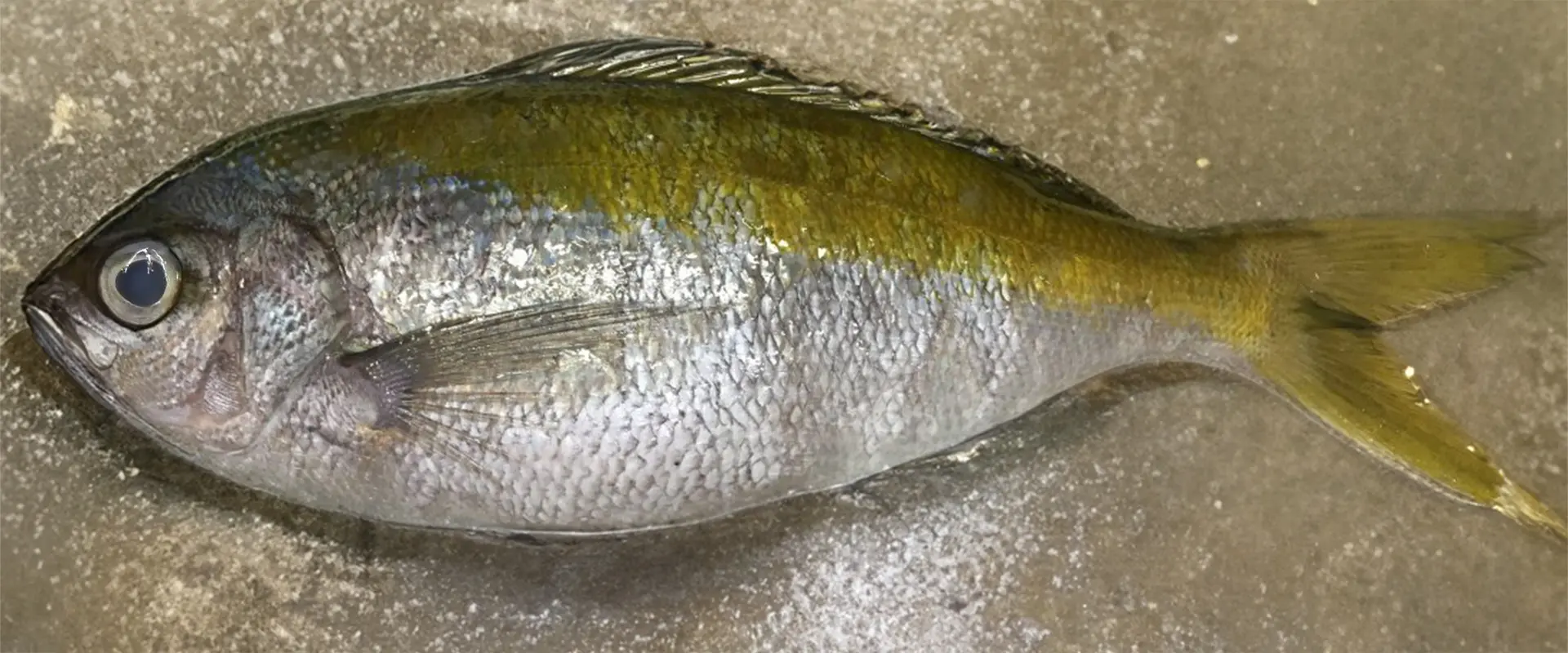 そもそも「ウメイロ」とは？どんな魚なの？