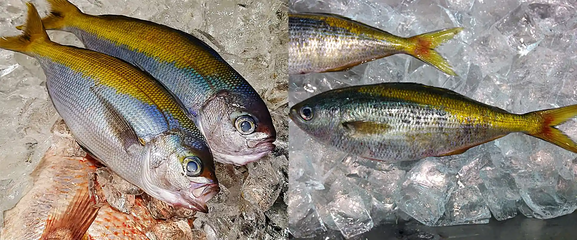 サッパとの違い