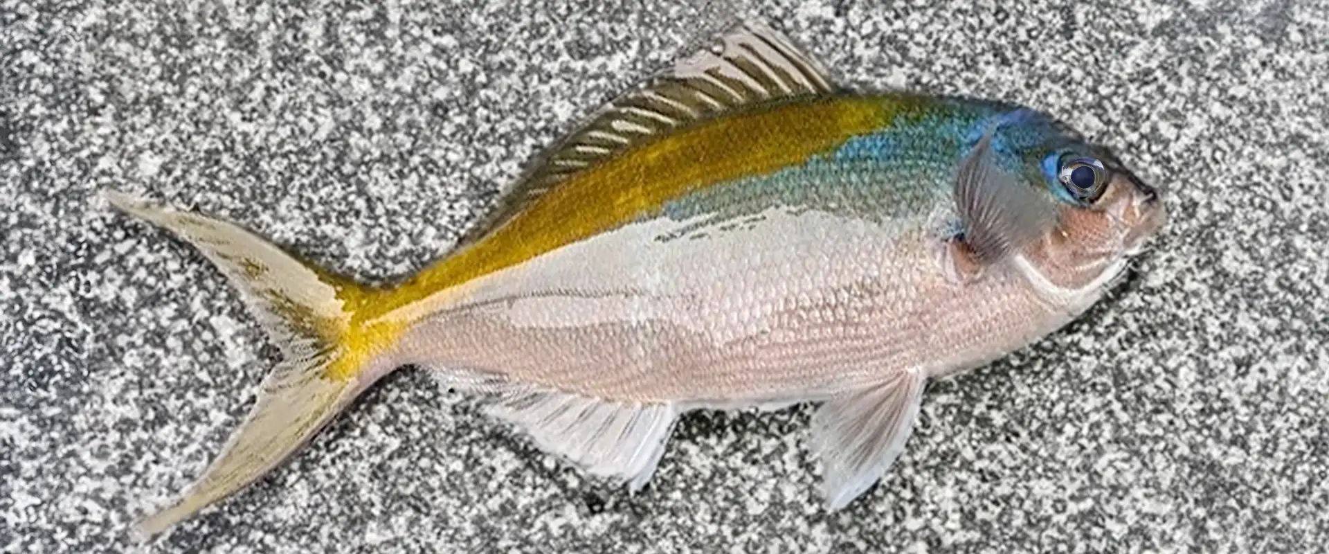 アニサキスいる？