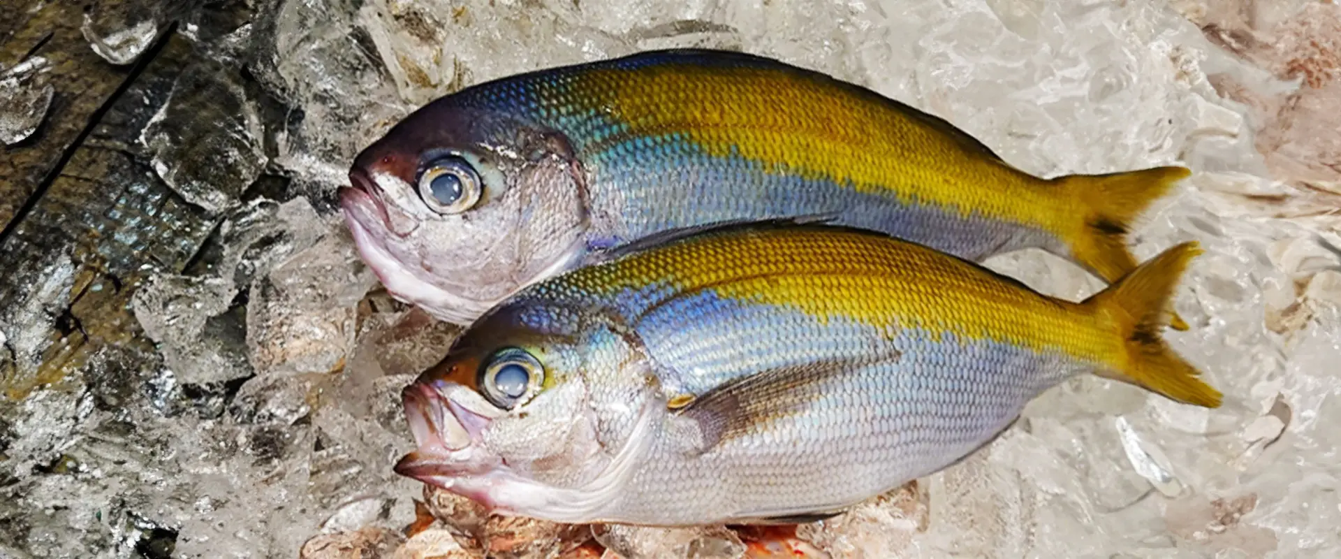 ウメイロは高級魚？値段