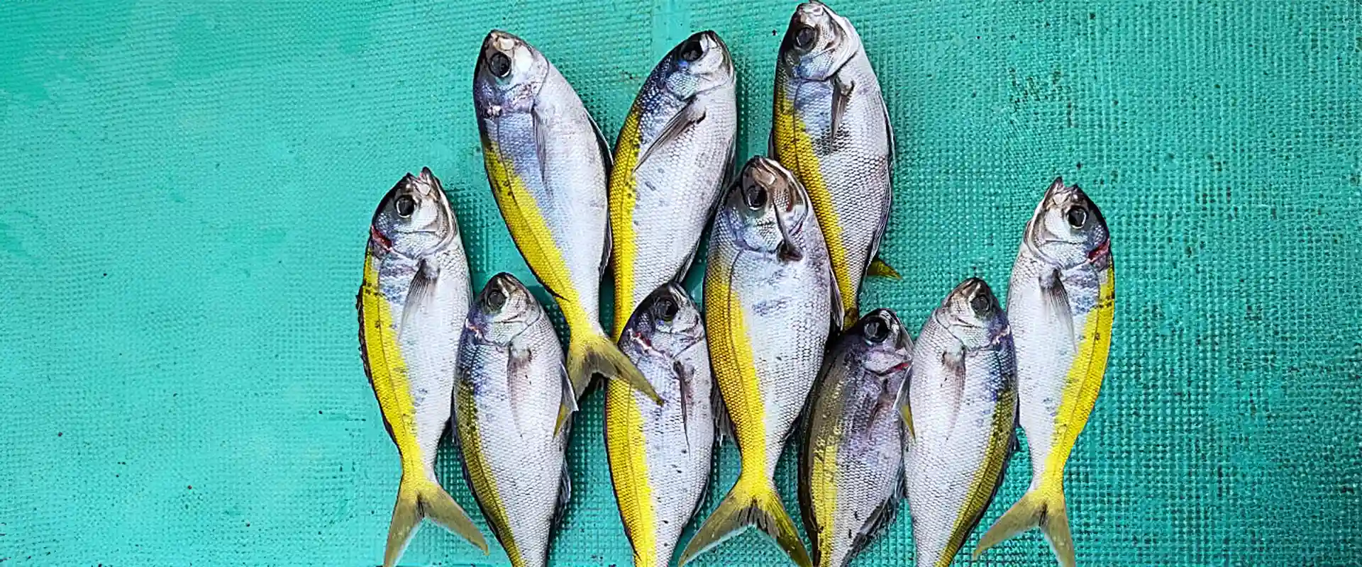 ウメイロの美味しい食べ方は塩焼き？刺身の味は？