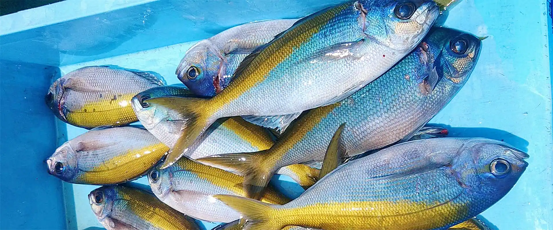 カタボシイワシはまずい？美味しい食べ方は？サッパとの違い まとめ