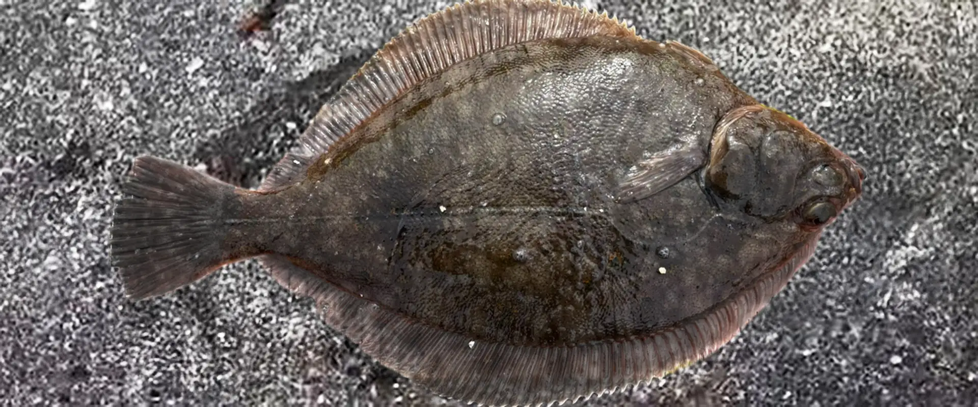 浅羽カレイは「まずい」？評判を覆す下処理のコツと絶品煮付けレシピ まとめ