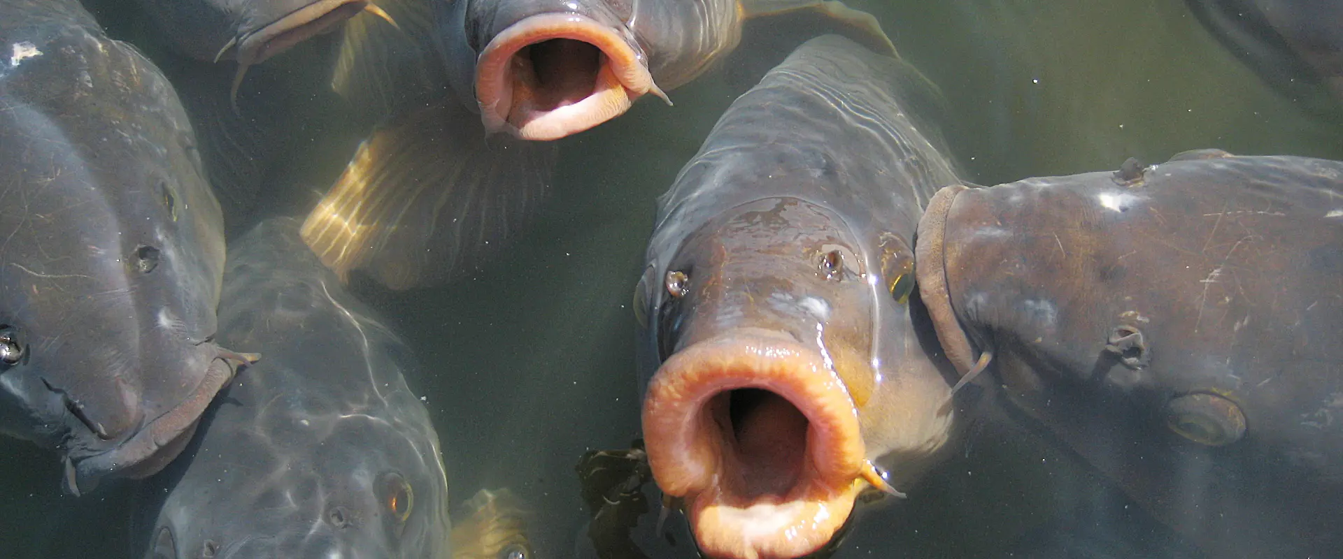 白魚（シラウオ）の踊り食いは危険？寄生虫いるの？シロウオとの違い